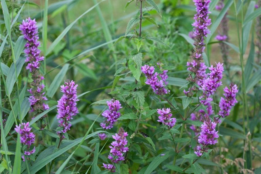 Bright purple loosestrife noxious weed. 