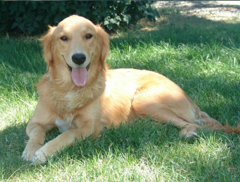 Photograph of a yellow Labrador adult dog laying in grass