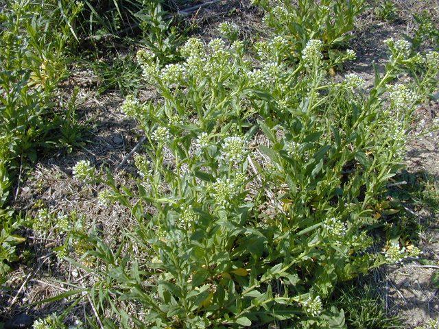 Closeup photograph of White Top - Hoary Cress Plants