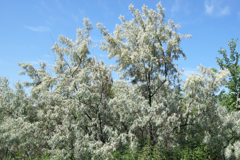 Russian olive