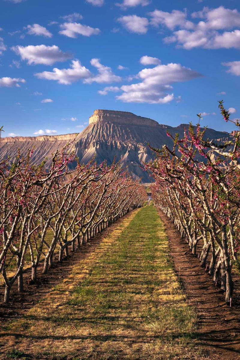 Looking at Mt Garfield between pink blossoming orchard trees. 