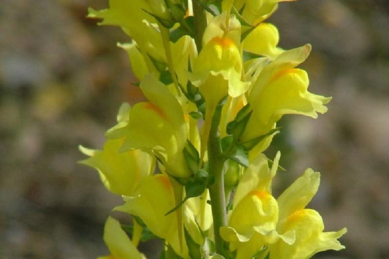 Close-up of bright yellow dalmatian toadflax noxious weed. 