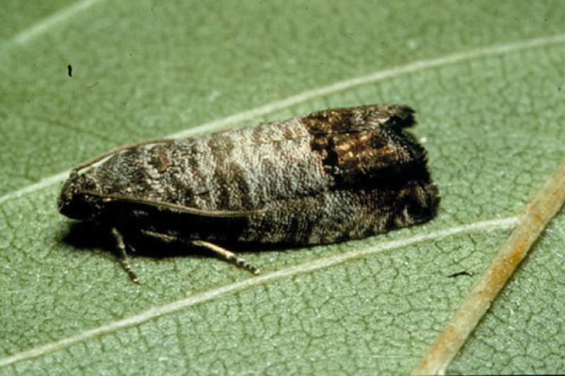 A codling moth on a leaf. 