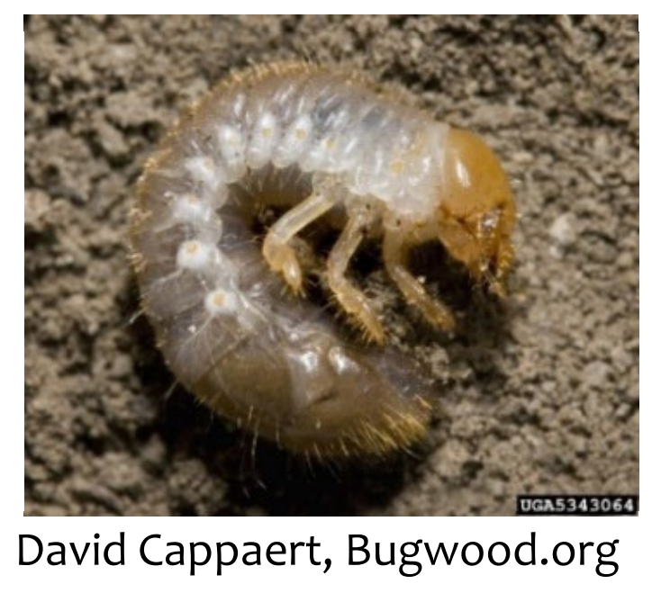 Larvae, image by David Cappaert, Bugwood.org