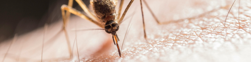 Up close image of mosquito on human skin.