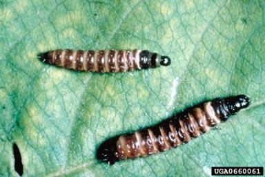 Two Peach Twig Borer on leaf.