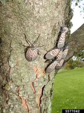 Spotted Lanternfly on tree trunk