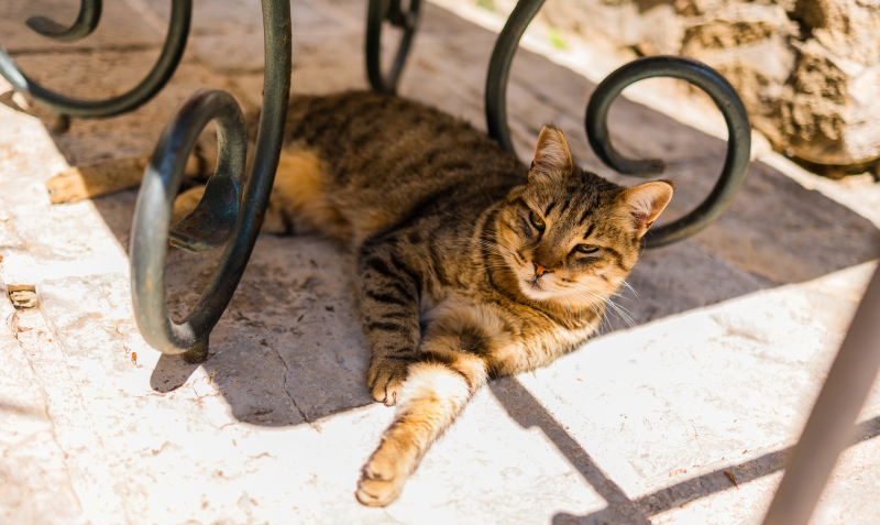 Black striped cat laying under the shade of an outdoor table with wrought iron legs.