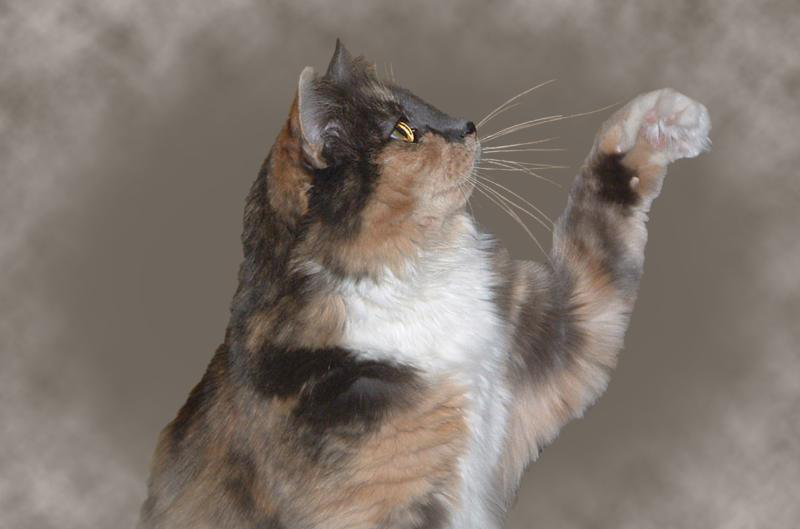 Mottled colored cat batting at something in the air with its left front paw.