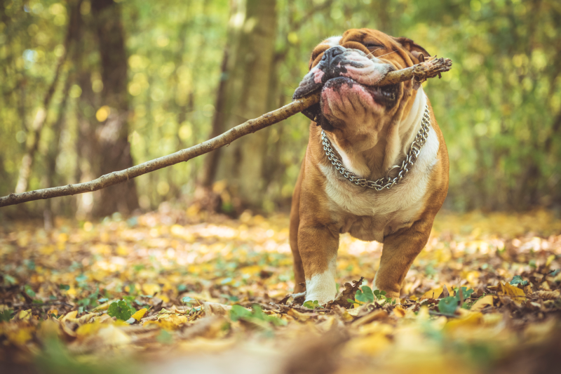 Tan and white bulldog with a silver chain collar dragging a large stick.