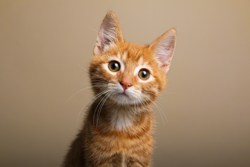 Orange and white kitten looking straight at the camera with an intense gaze. 