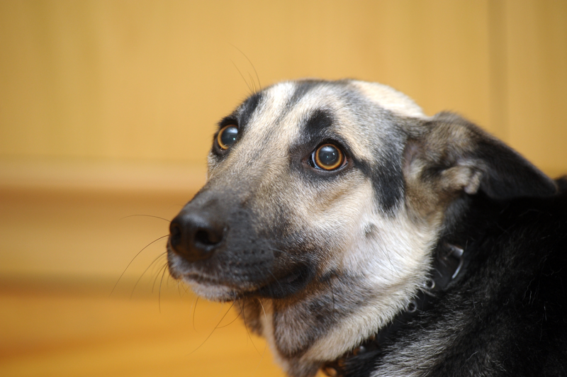 Black and tan faced dog with its ears folded back in a fearful position. 