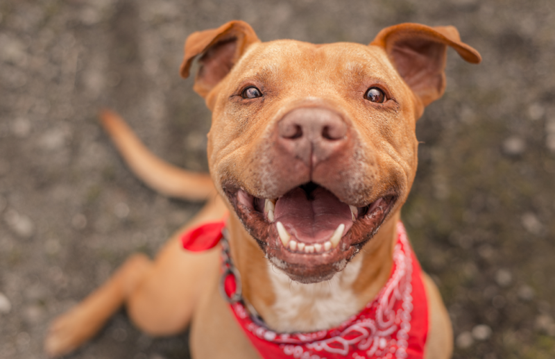Happy tan dog with a red handkerchief sitting and almost smiling for the camera. 