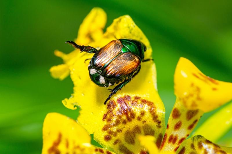 A Japanese beetle on a yellow flower. 