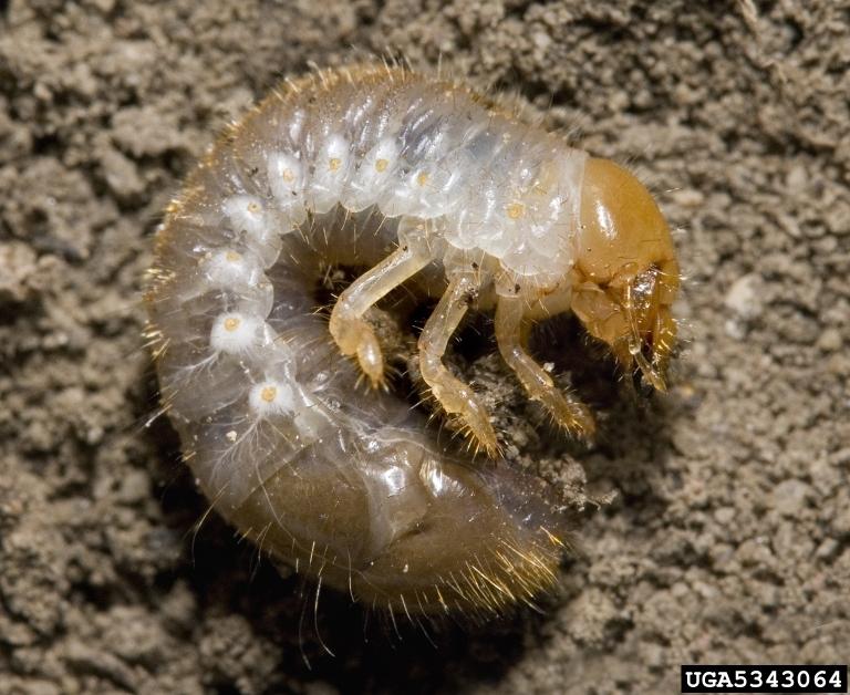 Japanese Beetle larva(e) on dirt