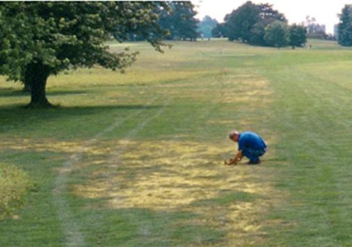 Japanese beetle grub damage. Ohio State University