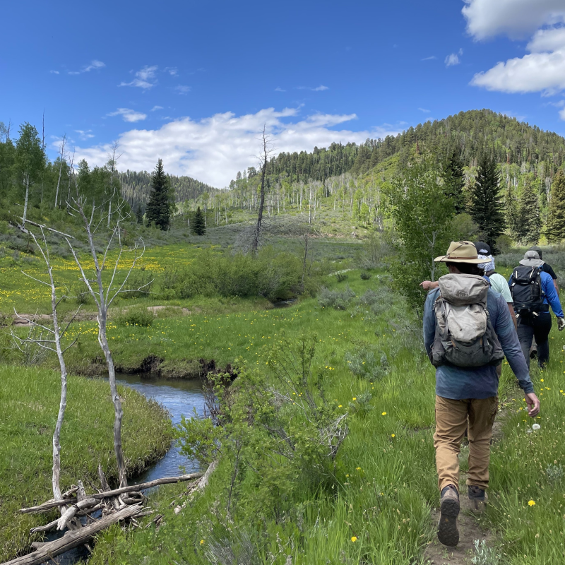 4 people are hiking beside a creek in the Uncompahgre National Forest.
