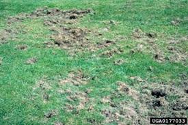 Japanese Beetle damage in turf. M.G. Klein, USDA Agricultural Research Service, Bugwood.org
