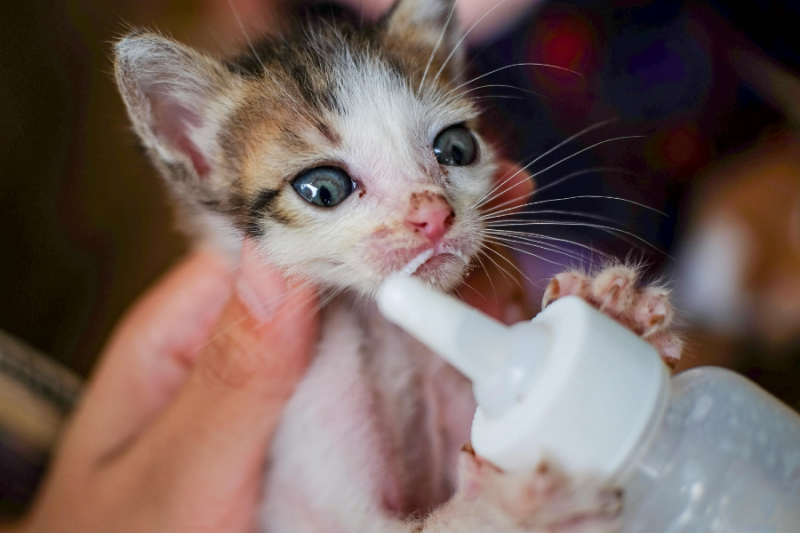 A small kitten is being bottle-fed by a person, with milk on its face and paws visible in a close-up view.