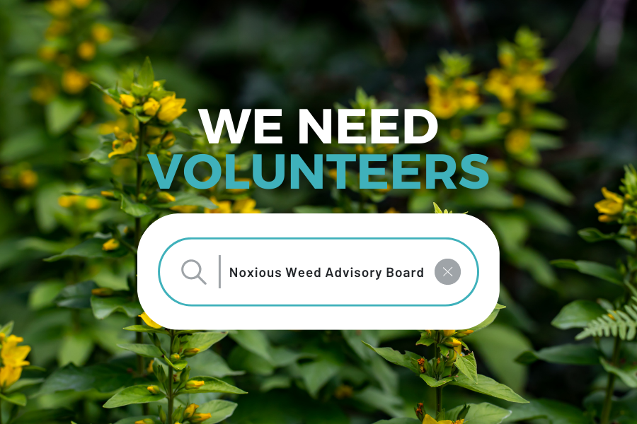 Yellow noxious weeds in the background reading "WE NEED VOLUNTEERS "
