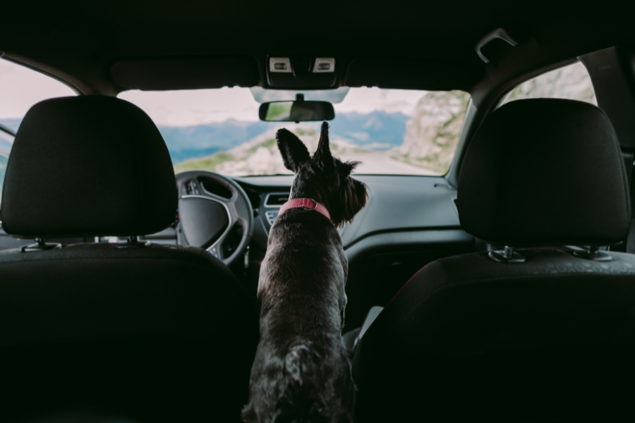 View from behind small black dog sitting in car. 