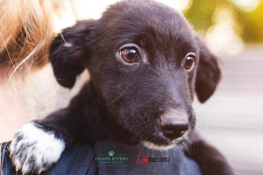Close up of small black puppy's face. 