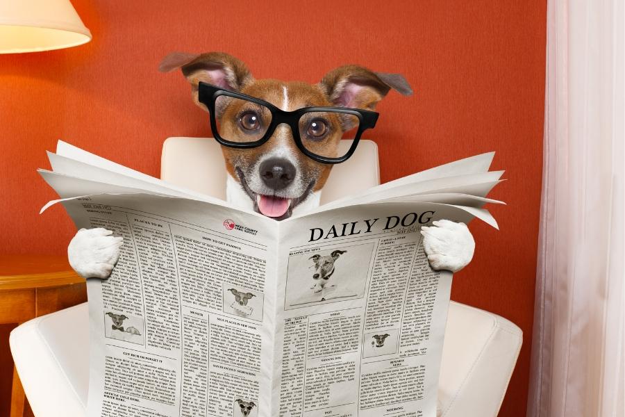 Dog sitting in chair and smiling holding newspaper. 