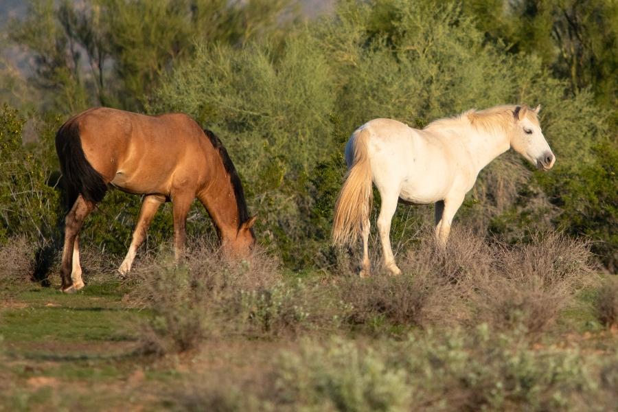 One brown horse and one white horse standing together in open space. 