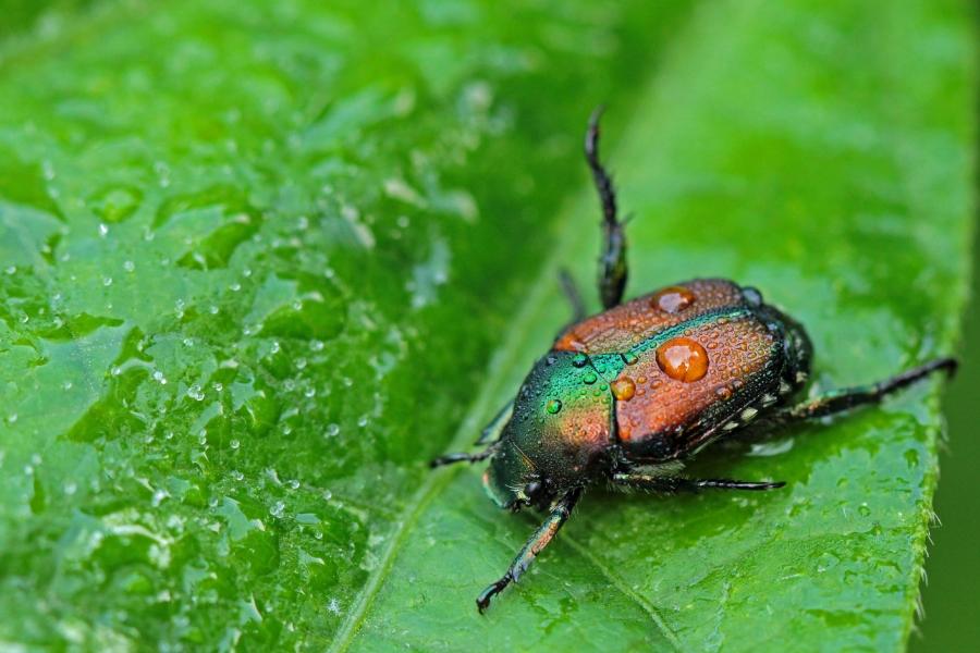 Metallic brown/green Japanese beetle on green leaf.