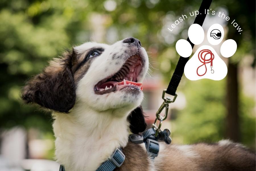 Brown and white dog looking up with it's mouth open and white paw element with black Mesa County logo, red leash, and white text above reading, Leash up. It's the law.
