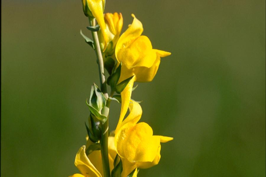 Bright yellow dalmatian toadflax noxious weed. 