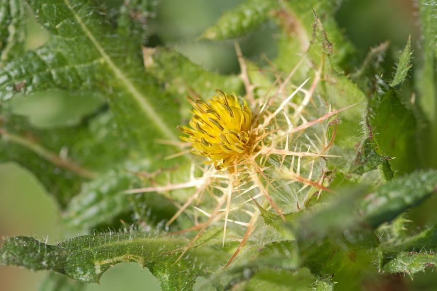 Close up of yellow starthistle noxious weed. Yellow plant with white thorns sticking out the bottom and green leaves. 