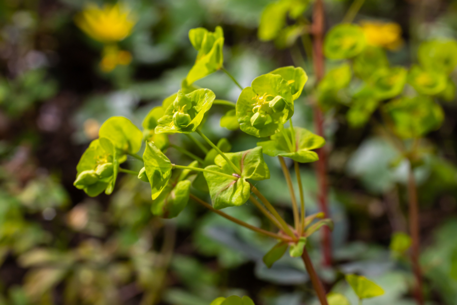 Light green leafy spurge noxious weed. 