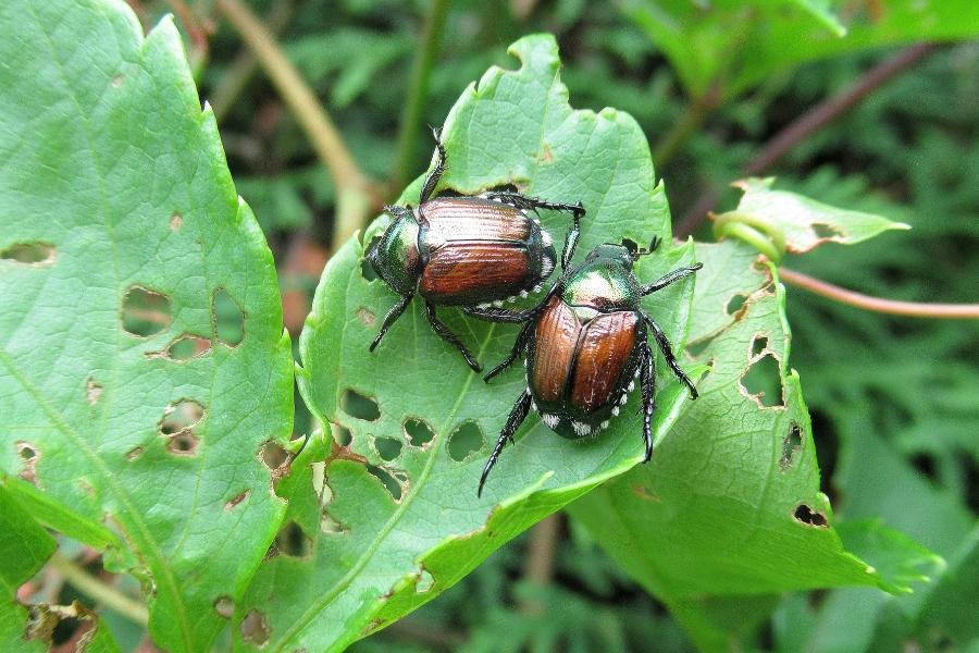Two Japanese beetles on a damaged leaf. 