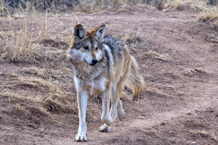 A grey wolf walking on a dirt path. 