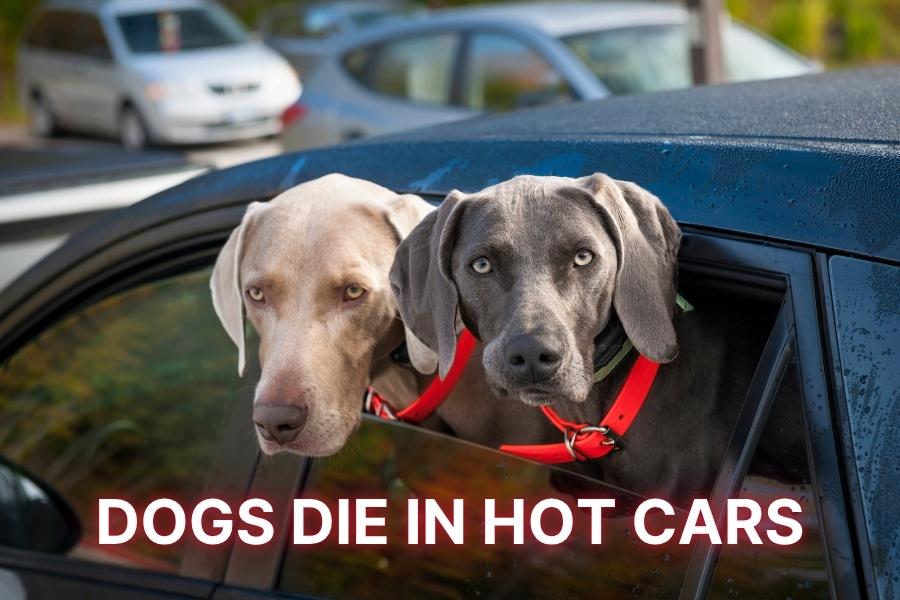 Two dogs with their heads out the car window and red text reading, DOGS DIE IN HOT CARS.