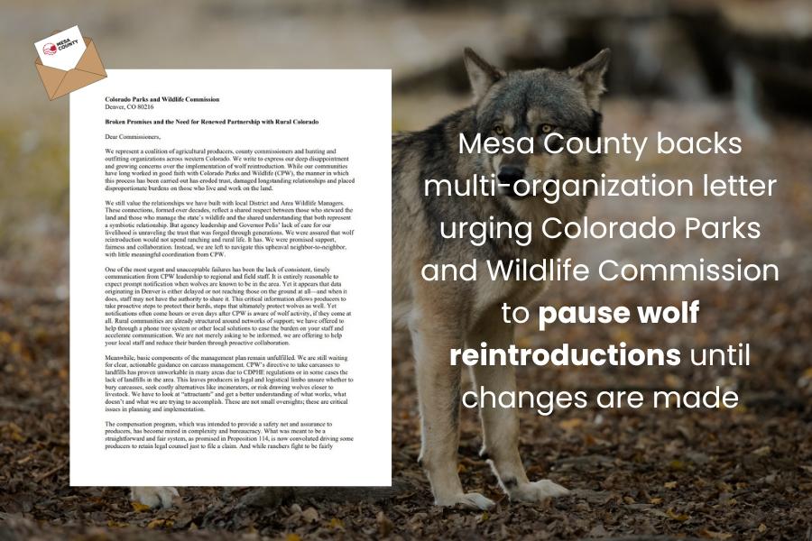 A grey wolf with a letter on top and white text reading, Mesa County backs multi-organization letter urging Colorado Parks and Wildlife Commission to pause wolf reintroductions until changes are made.
