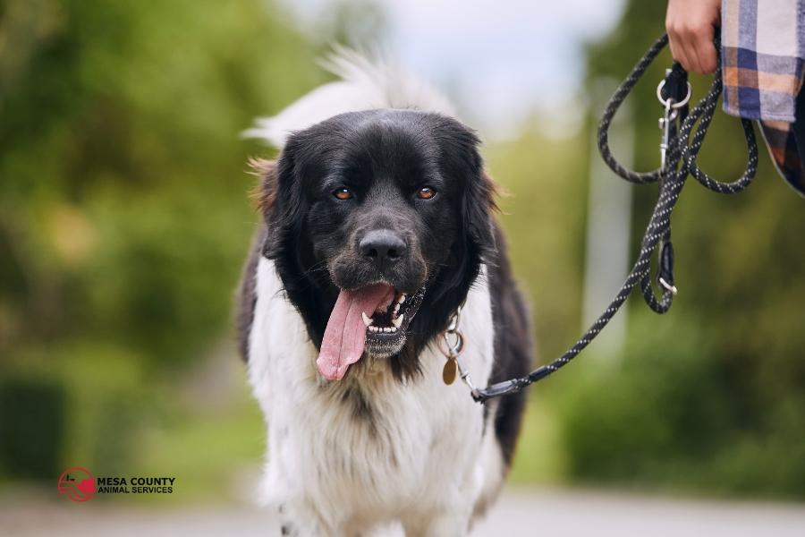 A large dog on a leash with the Mesa County Animal Services logo below. 