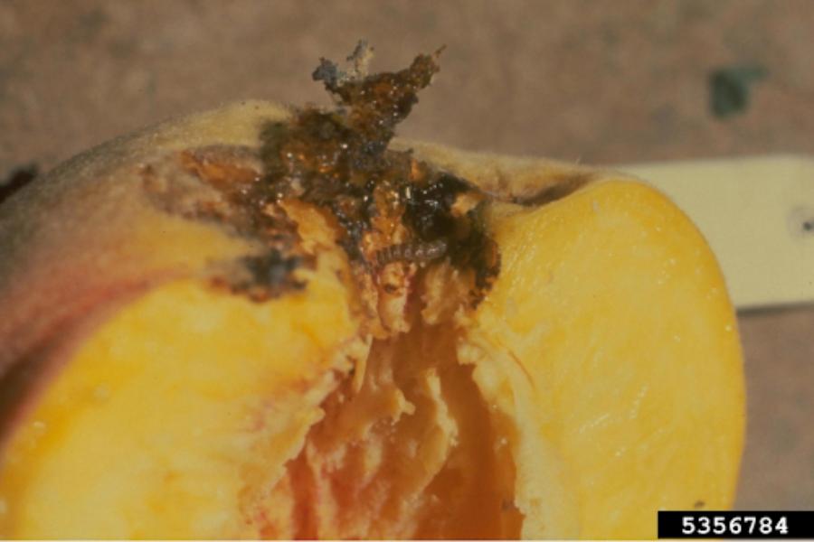 Peach twig borer larva in a peach. Frass and entry holes are also visible.