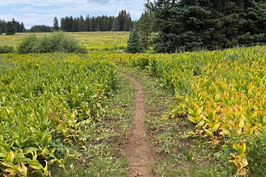 A hiking trail on the Grand Mesa. 