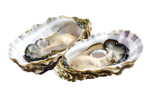 Two freshly opened oysters showing the pearly flesh and dark mantle within their rough shells.