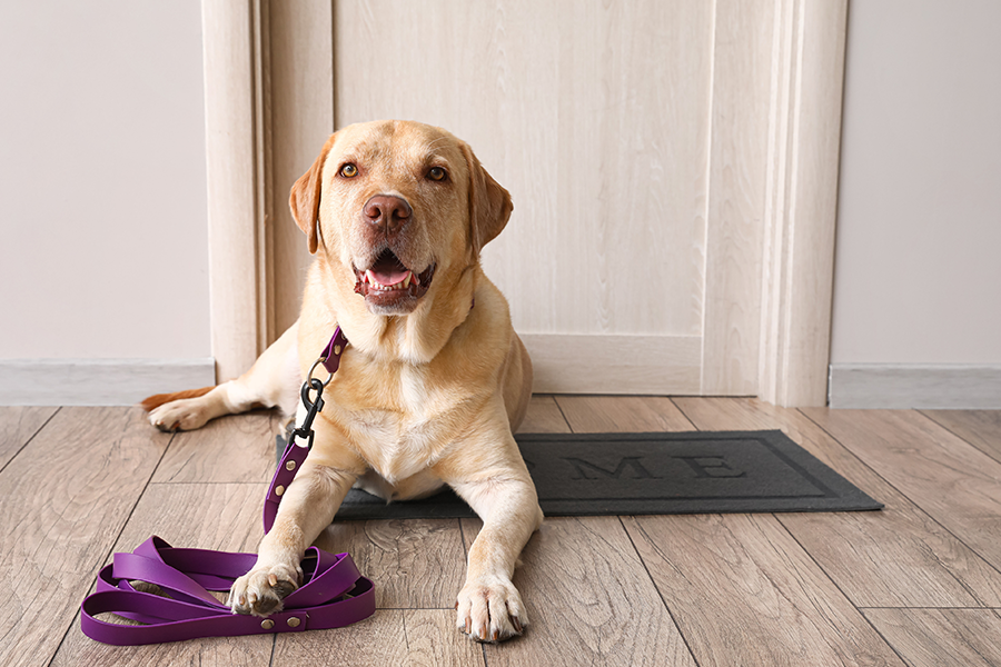 Yellow Labrador retriever lying on a floor near a doorway with a leash attached, representing dog licensing and pet ownership.